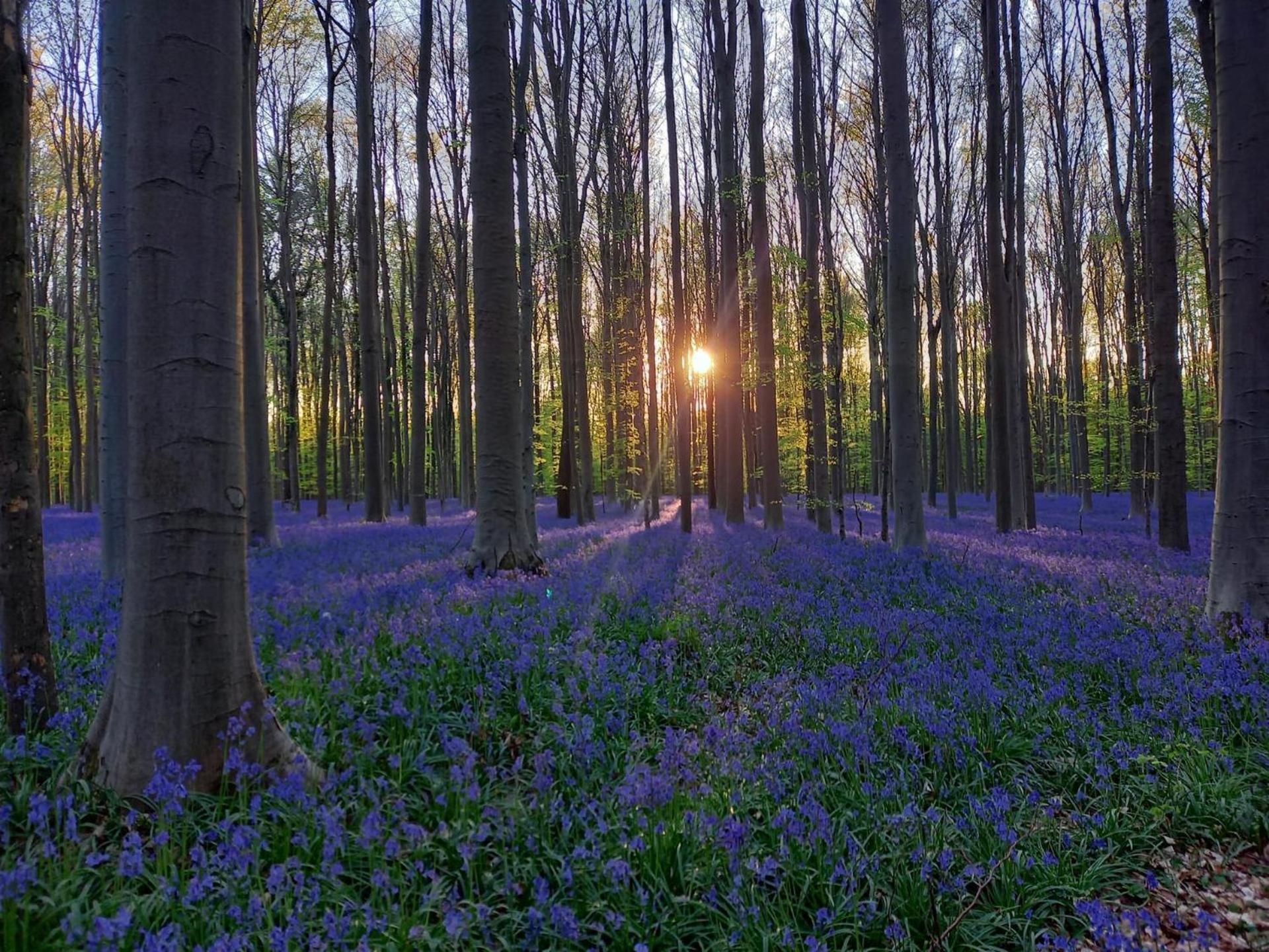 Hallerbos B&B In Bluebell Forest Halle  Exterior photo